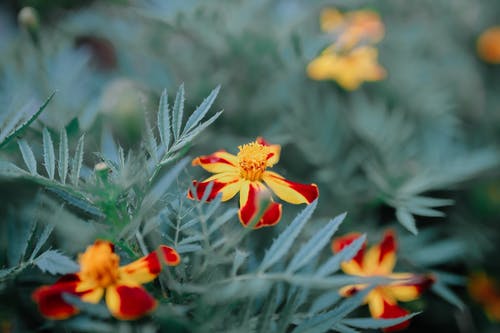 有关公园, 冷静, 味道的免费素材图片