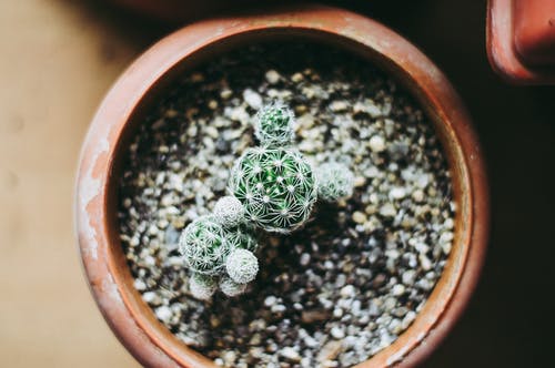 有关仙人掌, 仙人掌植物, 俯视图的免费素材图片