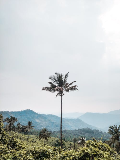 有关垂直拍摄, 天性, 棕榈树的免费素材图片