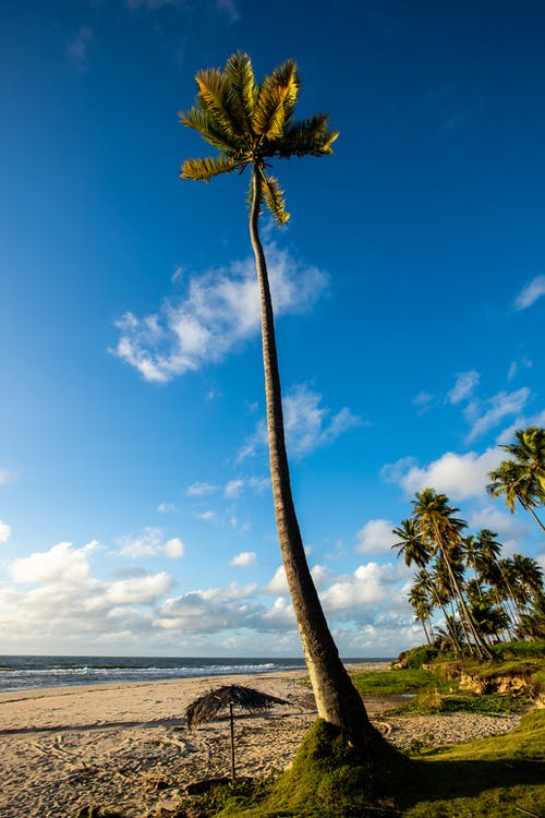 有关垂直拍摄, 天性, 椰子树的免费素材图片