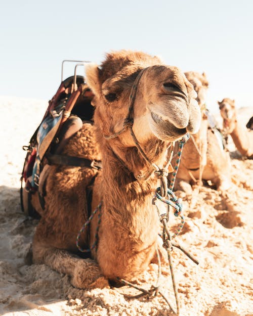 在晴朗的一天在干燥的地形上休息的骆驼 · 免费素材图片