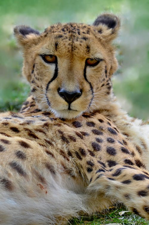 有关凝视, 哺乳动物, 大猫的免费素材图片