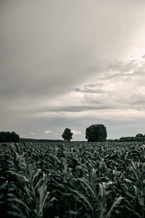 有关垂直拍摄, 增长, 天性的免费素材图片