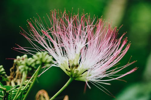 有关微距拍摄, 户外, 模糊的背景的免费素材图片