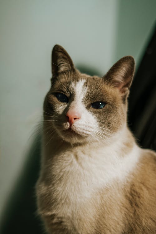 有关凝视, 动物, 动物摄影的免费素材图片