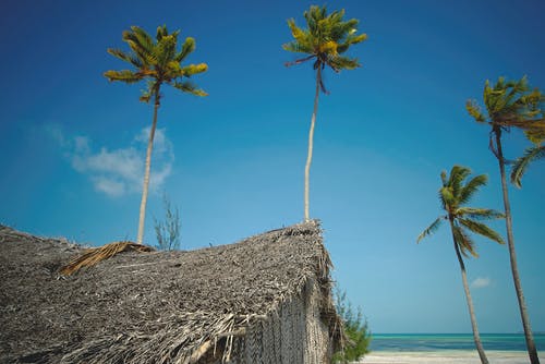 有关低角度拍摄, 夏季氛围, 尼帕小屋的免费素材图片