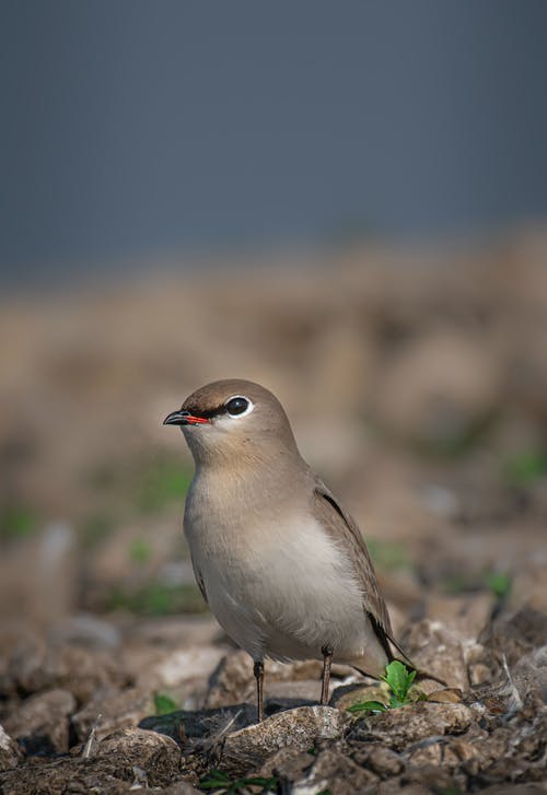 有关保存, 充满活力, 可爱的免费素材图片