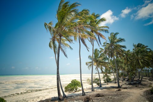 有关假期, 印度洋, 坦桑尼亚的免费素材图片