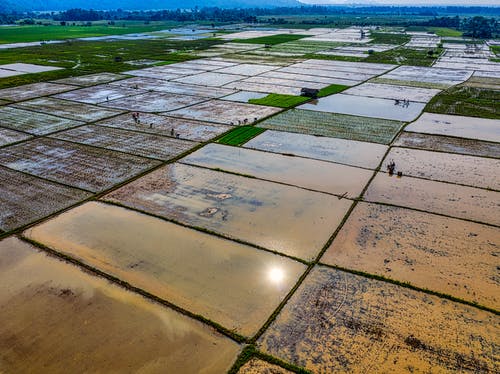 有关下田, 印尼, 增长的免费素材图片