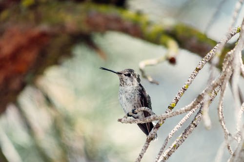 有关动物, 小, 微妙的免费素材图片