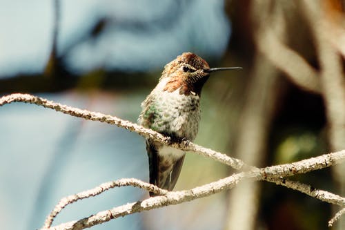 有关动物, 小, 微妙的免费素材图片
