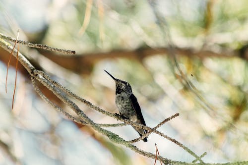 有关动物, 小, 微妙的免费素材图片