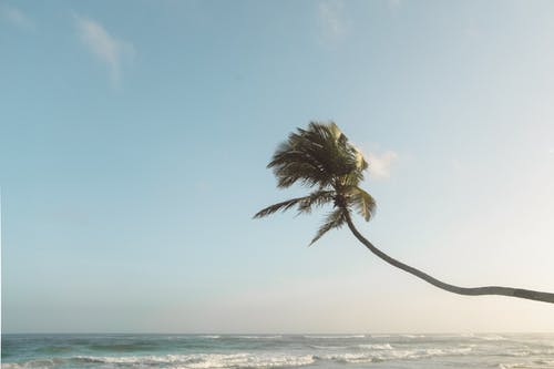 有关多风, 棕榈树, 椰子树的免费素材图片