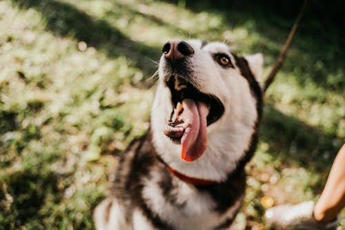 黑色和白色西伯利亚雪橇犬 · 免费素材图片