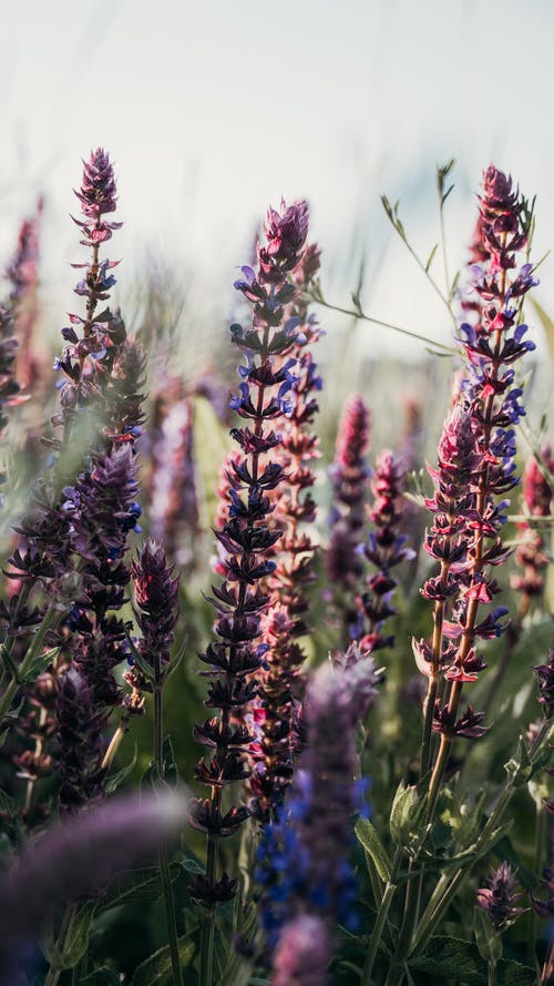 有关季节, 微妙, 植物的免费素材图片
