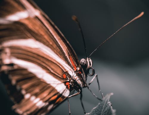 有关heliconius charithonia, 可爱, 和平的免费素材图片