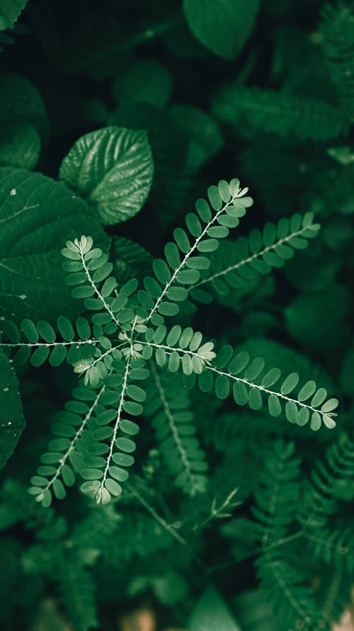 有关俯视图, 公园, 冷静的免费素材图片