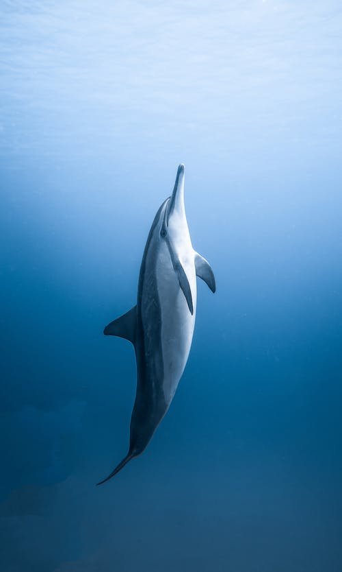 蓝色的水中孤独的海豚 · 免费素材图片