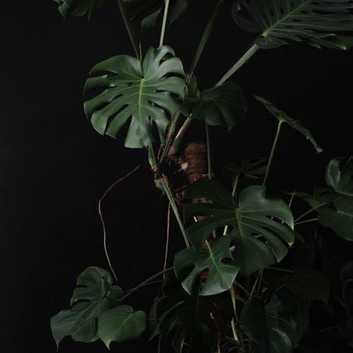 有关健康, 元素, 光的免费素材图片