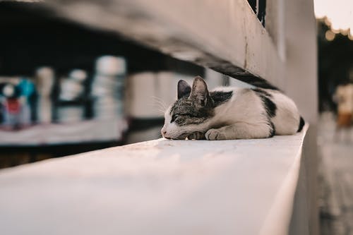 有关可爱, 可爱的, 家畜的免费素材图片