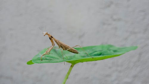 有关无脊椎动物, 特写, 祈祷的免费素材图片