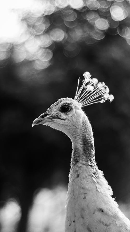 有关动物摄影, 垂直拍摄, 孔雀的免费素材图片