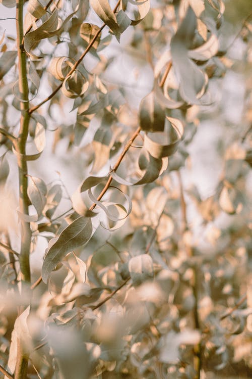 有关分支机构, 垂直拍摄, 植物的免费素材图片