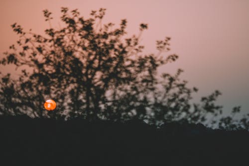 阳光穿过树在晚上 · 免费素材图片