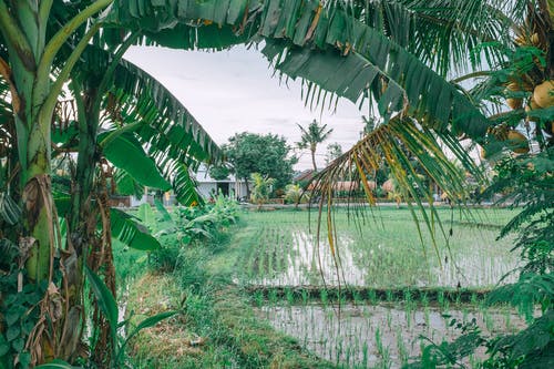 在农田上的椰子棕榈树附近的农业稻田 · 免费素材图片