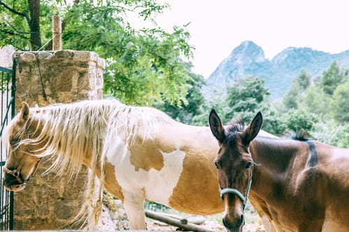 可爱的纯种马在山区农村放牧 · 免费素材图片