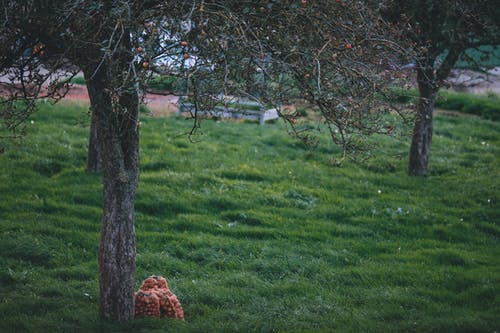 绿色的草坪，与果园里的树木 · 免费素材图片