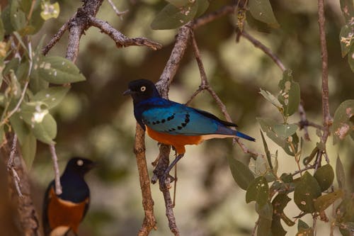 有关八哥, 分公司, 栖息的免费素材图片