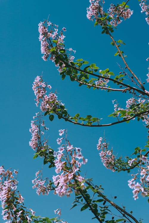 开花的树，对湛蓝的天空 · 免费素材图片