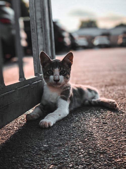 有关动物, 动物摄影, 垂直拍摄的免费素材图片
