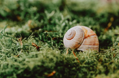 有关动物, 地平线, 地面的免费素材图片
