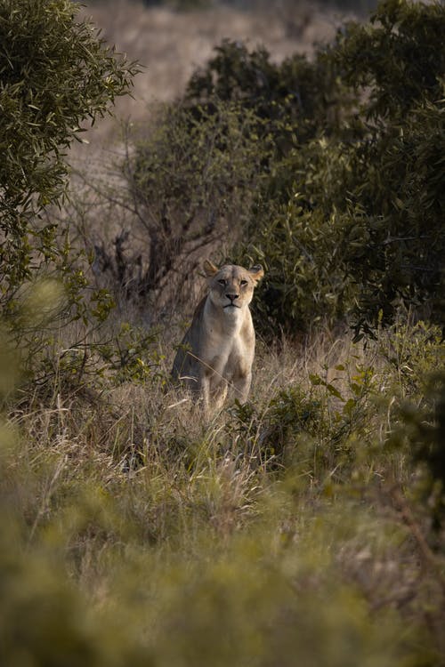 有关动物, 动物摄影, 哺乳动物的免费素材图片