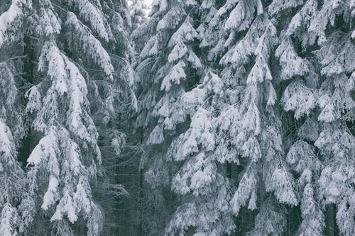 郁郁葱葱的树木与树林中的白雪皑皑的分支 · 免费素材图片