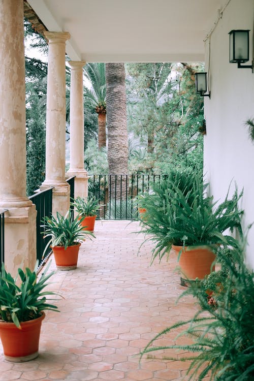舒适的露台，设有柱子和各种盆栽的外来植物 · 免费素材图片