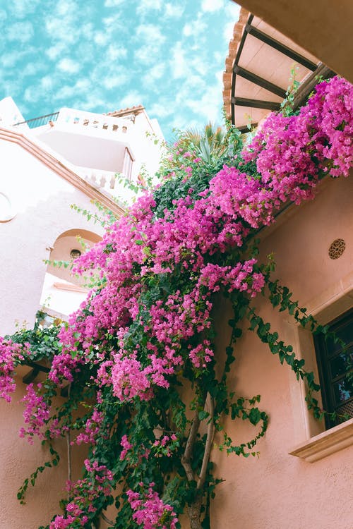 用盛开的九重葛植物装饰的住宅房屋立面 · 免费素材图片