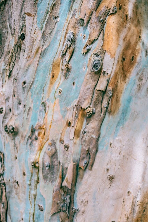 多彩的树干的粗糙表面 · 免费素材图片