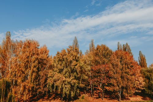 有关下落, 乾的, 公园的免费素材图片