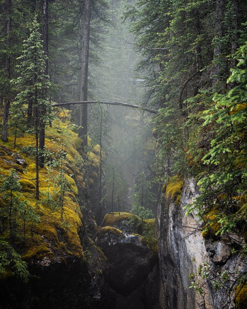自然的绿色森林中的山沟 · 免费素材图片