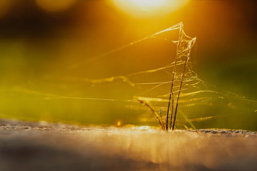 有关乾的, 光, 公园的免费素材图片