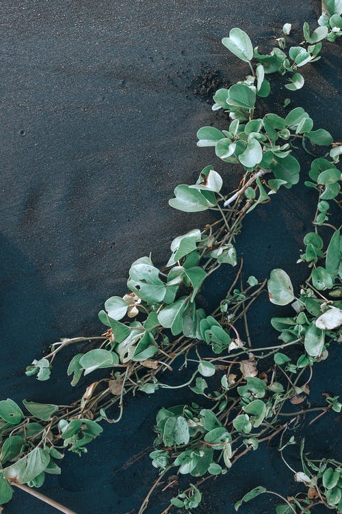 夏季在沙地上生长的爬行植物 · 免费素材图片