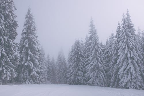 在大雾天在树林里白雪覆盖的针叶树 · 免费素材图片