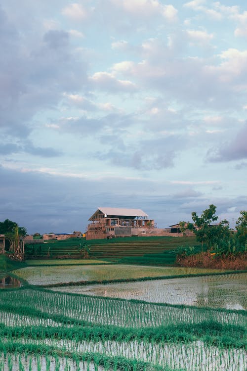 水稻在农村的农业水淹领域 · 免费素材图片