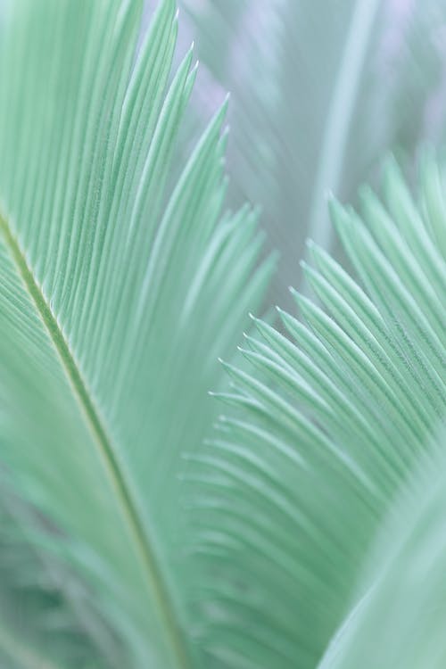 热带苏铁属棕榈的绿叶 · 免费素材图片