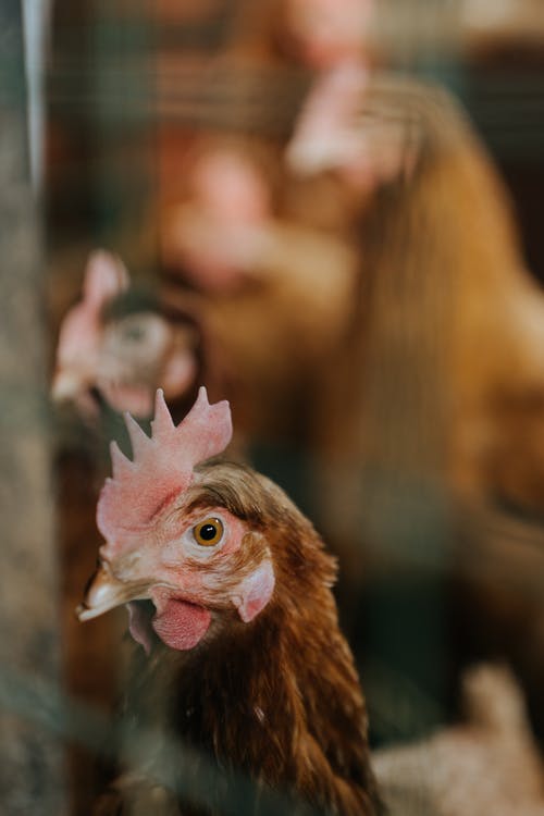 有关nc, 下田, 公鸡的免费素材图片