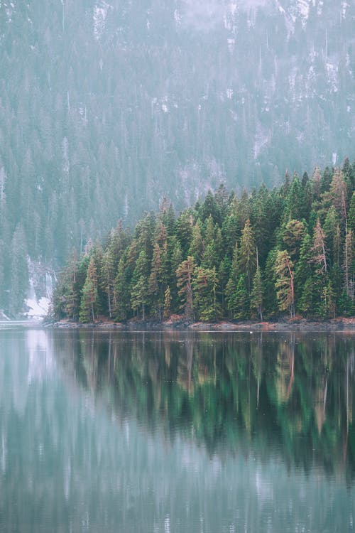湖岸上的针叶林 · 免费素材图片