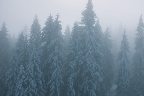 冬季薄雾森林里的白雪皑皑的树木 · 免费素材图片